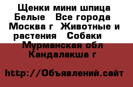 Щенки мини шпица Белые - Все города, Москва г. Животные и растения » Собаки   . Мурманская обл.,Кандалакша г.